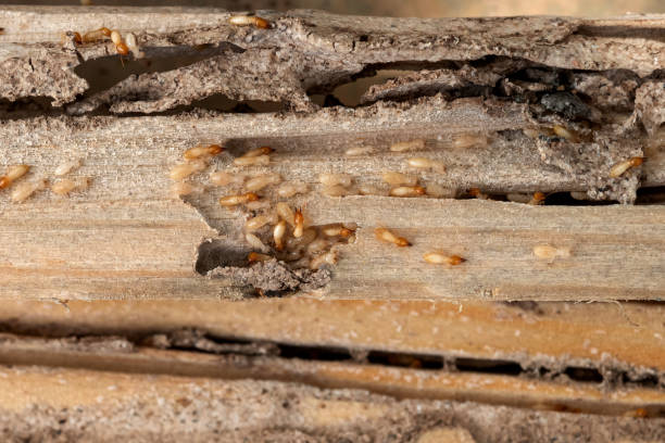 Best Residential Pest Control  in Plymouth, NC