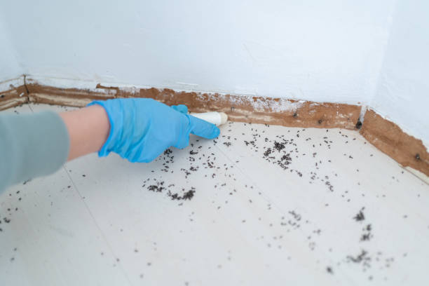 Best Flea Control Services  in Plymouth, NC